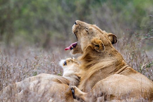 Specie panthera leo family of felidae
