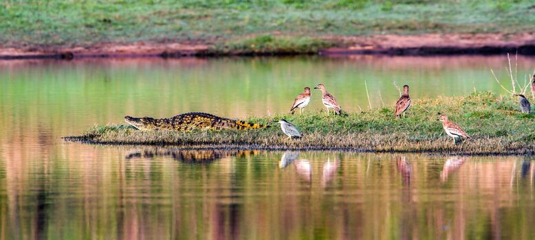 Specie Crocodylus niloticus family of Crocodylidae