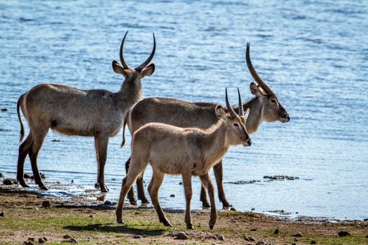 Specie Kobus ellipsiprymnus family of bovidae