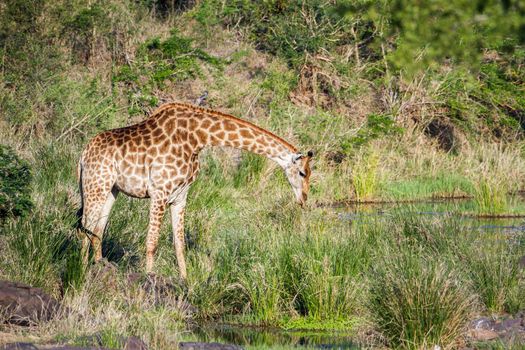 Specie Giraffa camelopardalis family of Giraffidae