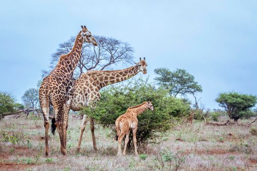 Specie Giraffa camelopardalis family of Giraffidae