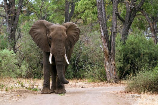 Specie Loxodonta africana family of  Elephantidae