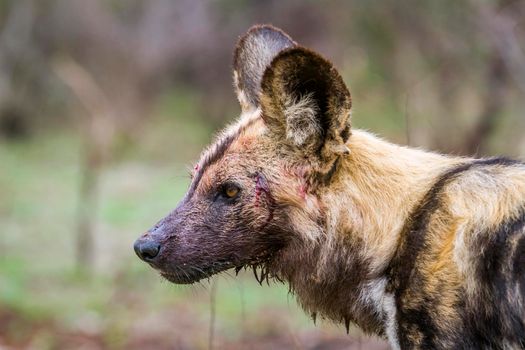 Specie Lycaon pictus family of Canidae