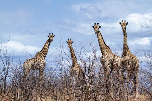 Specie Giraffa camelopardalis family of Giraffidae