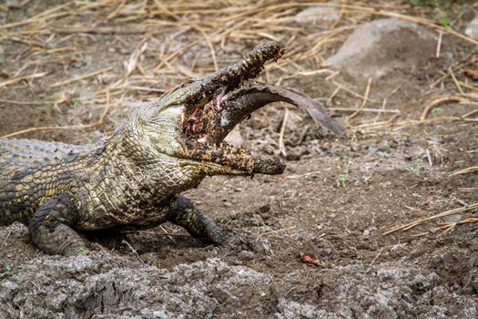 Specie Crocodylus niloticus family of Crocodylidae