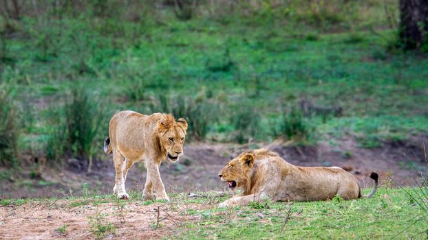 Specie panthera leo family of felidae