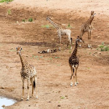 Specie Giraffa camelopardalis family of Giraffidae