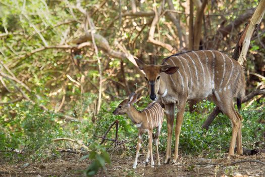 Specie Tragelaphus angasii family of bovidae