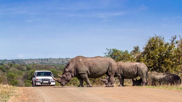 Specie Ceratotherium simum simum family of Rhinocerotidae