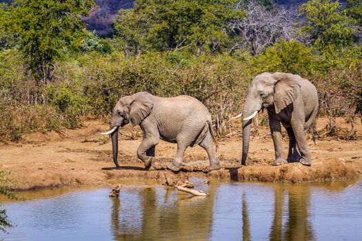 Specie Loxodonta africana family of Elephantidae