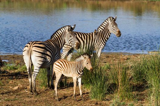 Specie Equus quagga burchellii family of equidae
