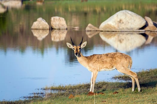 Specie Redunca redunca family of bovidae