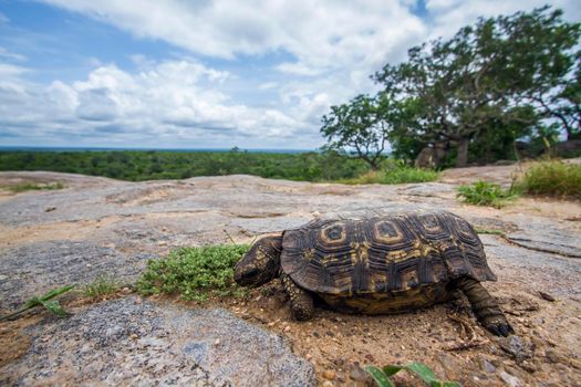 Specie Stigmochelys pardalis family of Testudinidae