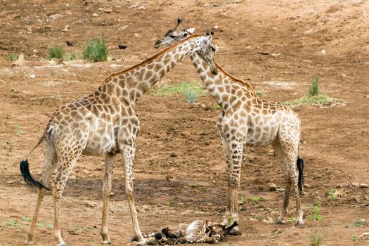 Specie Giraffa camelopardalis family of Giraffidae
