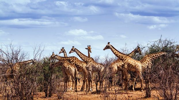 Specie Giraffa camelopardalis family of Giraffidae