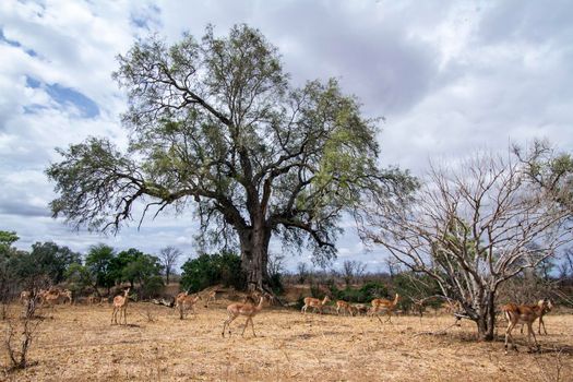 Specie Aepyceros melampus family of bovidae