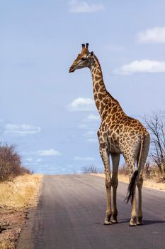 Specie Giraffa camelopardalis family of Giraffidae