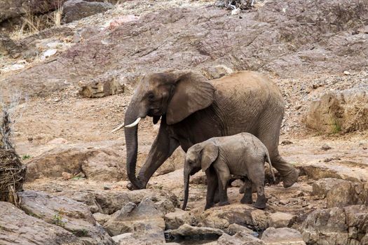 Specie Loxodonta africana family of  Elephantidae