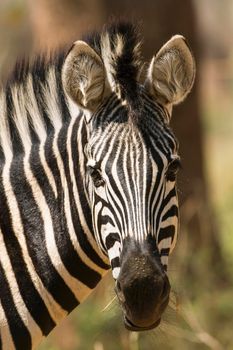 Specie Equus quagga burchellii family of equidae