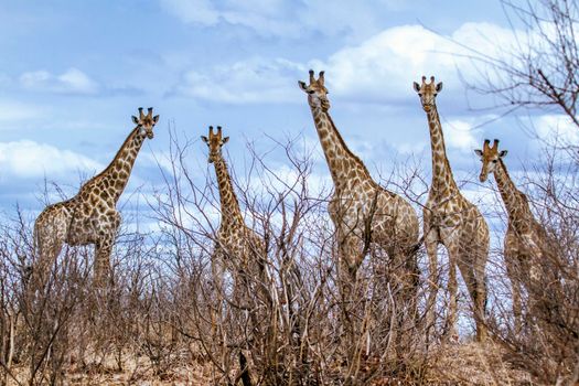 Specie Giraffa camelopardalis family of Giraffidae