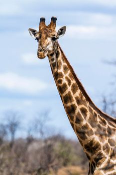 Specie Giraffa camelopardalis family of Giraffidae