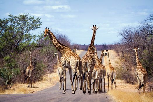 Specie Giraffa camelopardalis family of Giraffidae