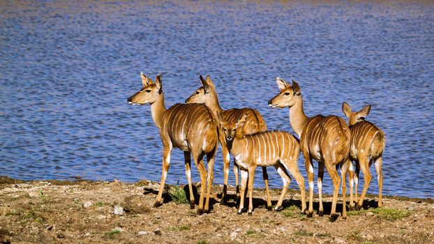 Specie Tragelaphus angasii family of bovidae