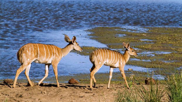 Specie Tragelaphus angasii family of bovidae