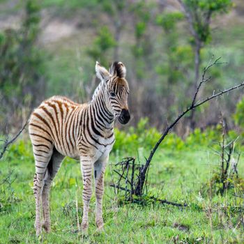 Specie Equus quagga burchellii family of equidae