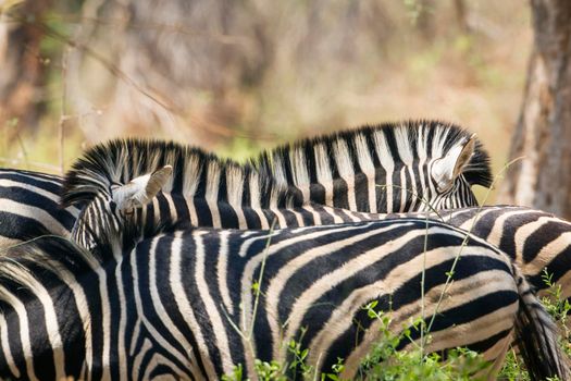 Specie Equus quagga burchellii family of equidae