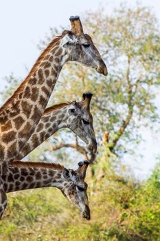 Specie Giraffa camelopardalis family of Giraffidae