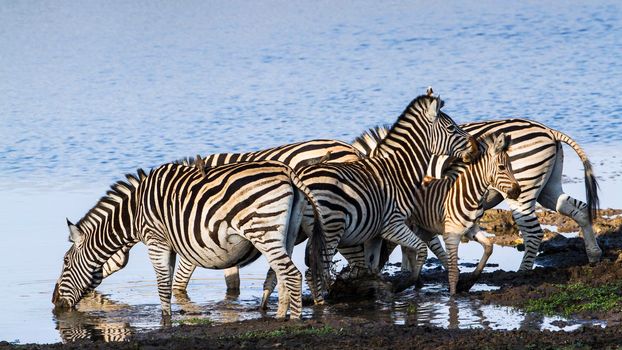 Specie Equus quagga burchellii family of equidae