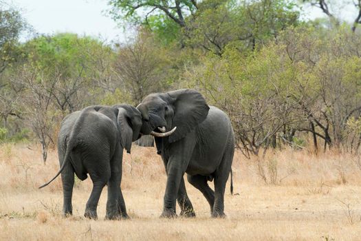 Specie Loxodonta africana family of 