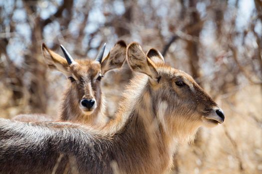 Specie Kobus ellipsiprymnus family of bovidae