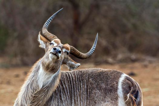 Specie Kobus ellipsiprymnus family of bovidae