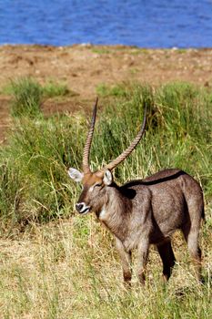 Specie Kobus ellipsiprymnus family of bovidae