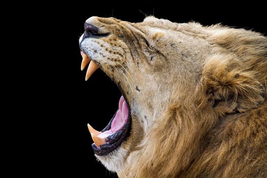Specie panthera leo family of felidae
