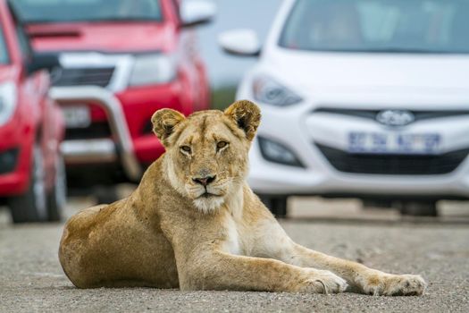 Specie panthera leo family of felidae
