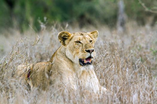 Specie panthera leo family of felidae