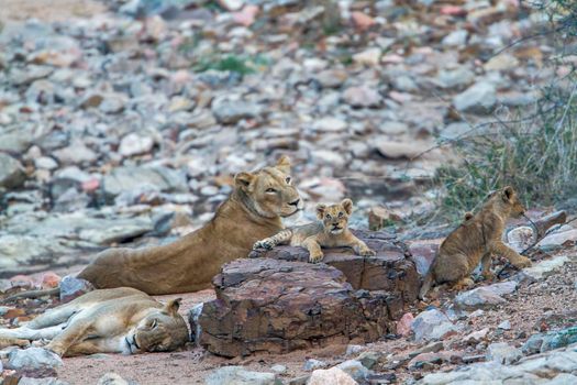 Specie panthera leo family of felidae