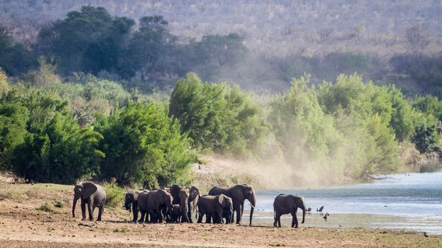 Specie Loxodonta africana family of Elephantidae