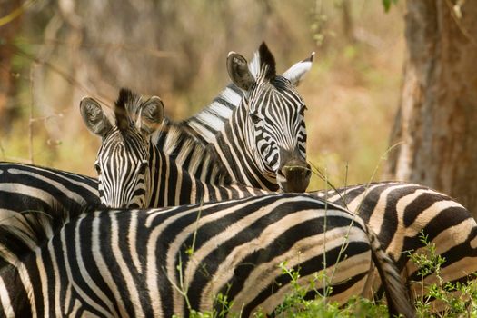 Specie Equus quagga burchellii family of equidae