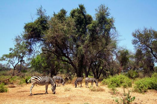 Specie Equus quagga burchellii family of equidae