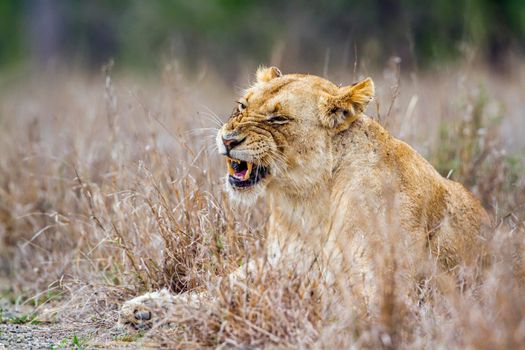 Specie panthera leo family of felidae