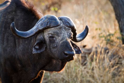 Specie Syncerus caffer family of bovidae