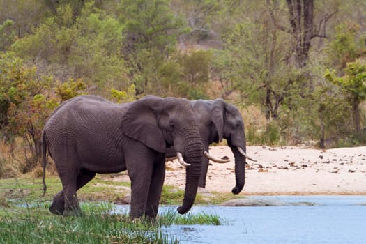 Specie Loxodonta africana family of Elephantidae