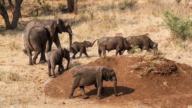 Specie Loxodonta africana family of Elephantidae