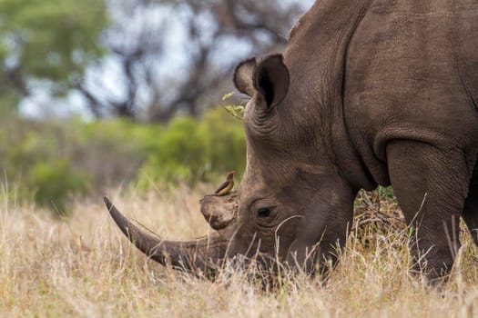 Specie Ceratotherium simum simum family of Rhinocerotidae