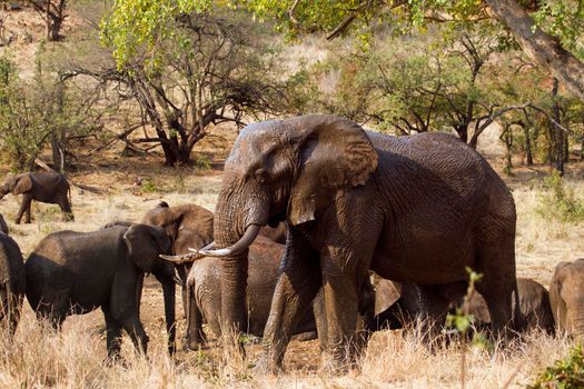 Specie Loxodonta africana family of Elephantidae