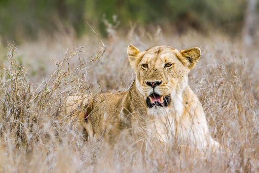 Specie panthera leo family of felidae